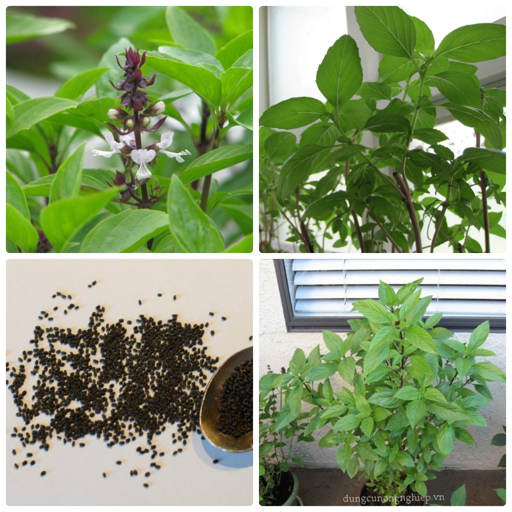 Hạt giống Rau Húng Quê Hạt giống rau gia vị