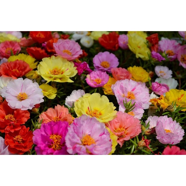 Hạt hoa mười giờ mỹ mix