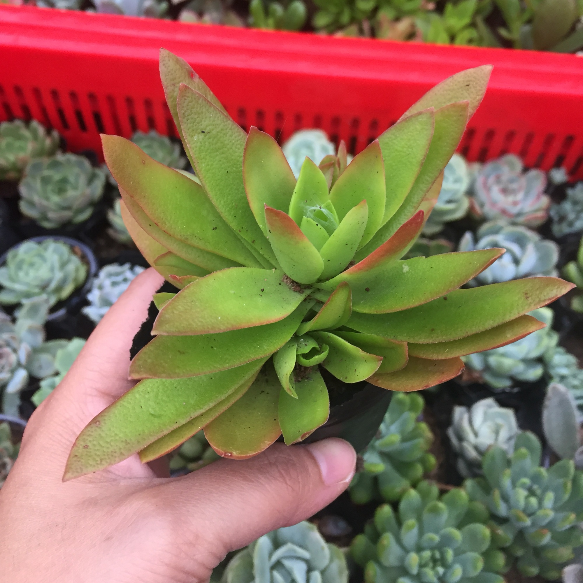 Sen Đá Tứ Phương size bầu