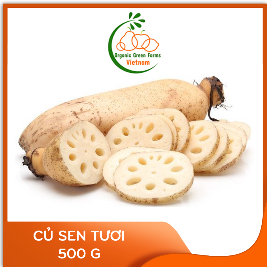 - củ sen tươi -