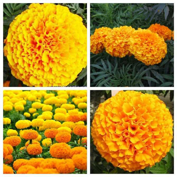 50h_hạt giống hoa cúc vạn thọ mỹ