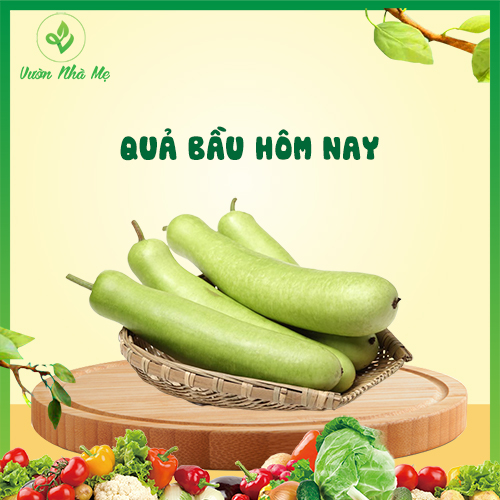 [Giao nội thành Hà Nội] Quả bầu tươi Vườn Nhà Mẹ - 1kg bầu dài thơm ngọt, giàu dinh dưỡng - Rau củ quả tươi, sạch, chuẩn VietGap