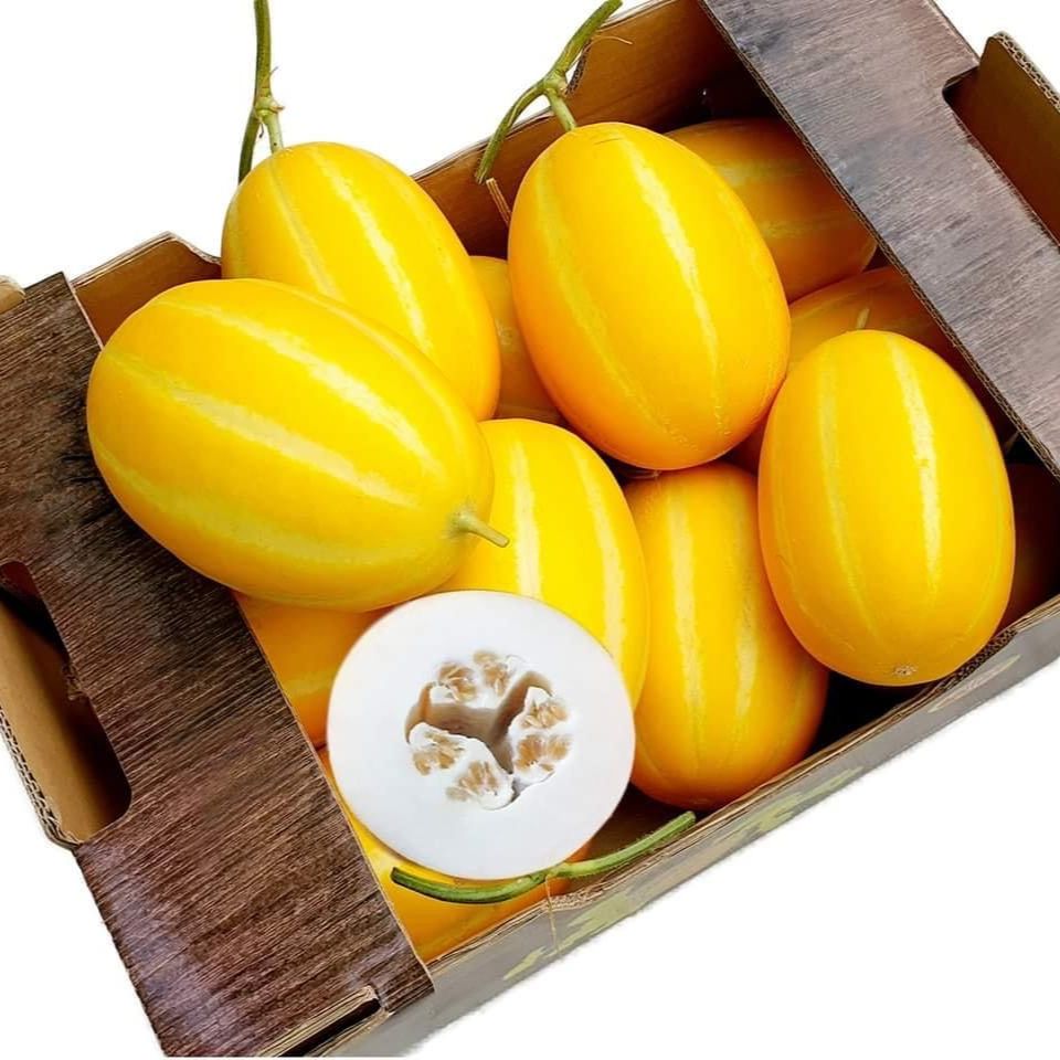 Hat giống dưa lê hàn quốc makuwa - giống nhật bản f1