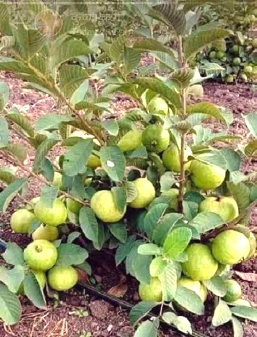 Giống cây ổi lùn trồng chậu