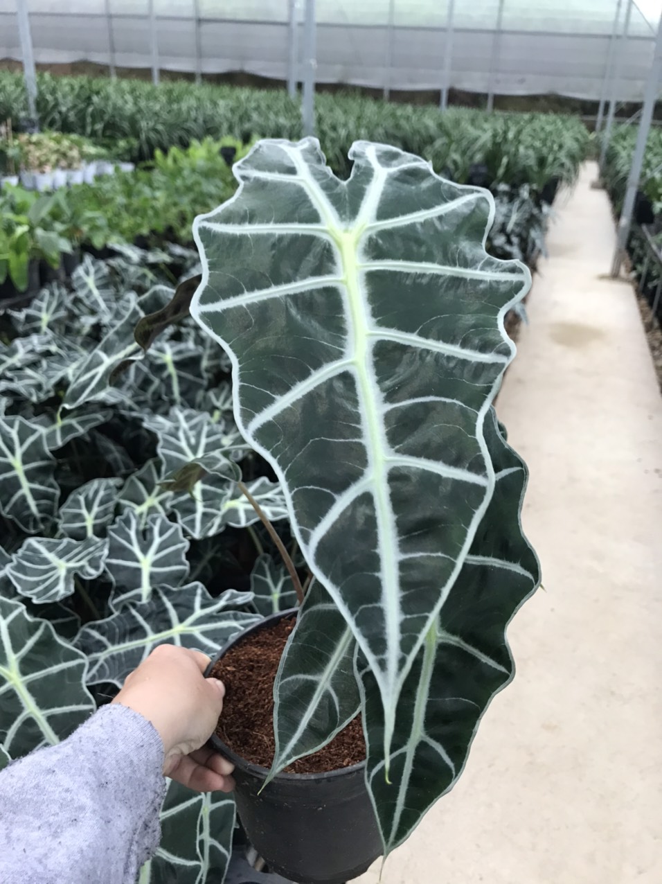 Môn quan âm Alocasia Amazonica .