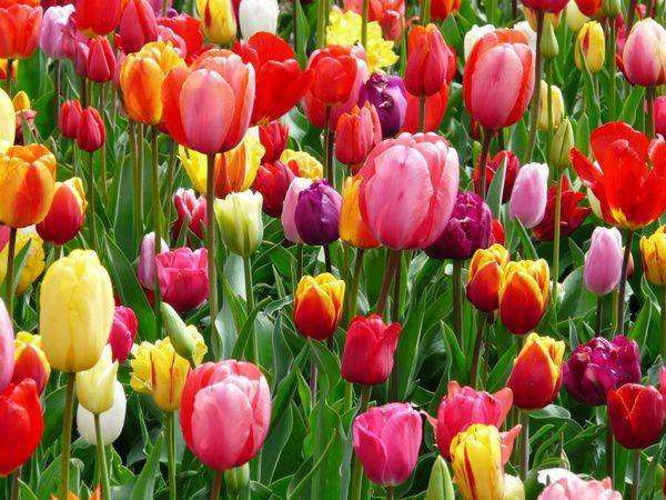 Combo 5 củ hoa tulip kép nhiều màu