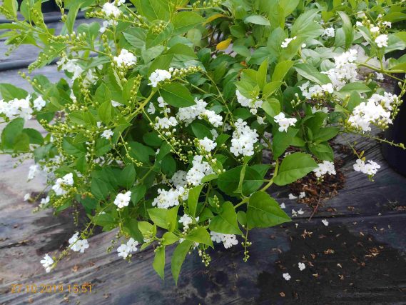 Cây giống chuỗi ngọc trắng - Thegioiraumam