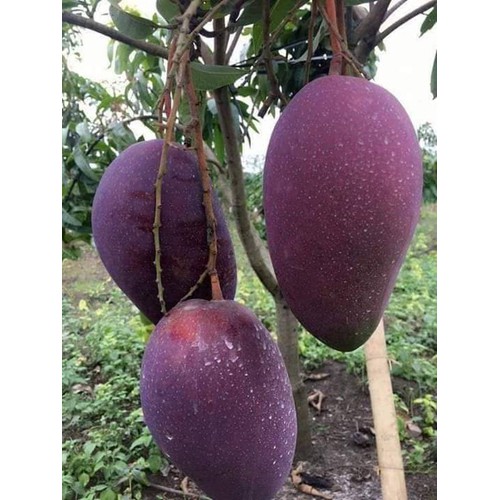 Cây giống xoài tím