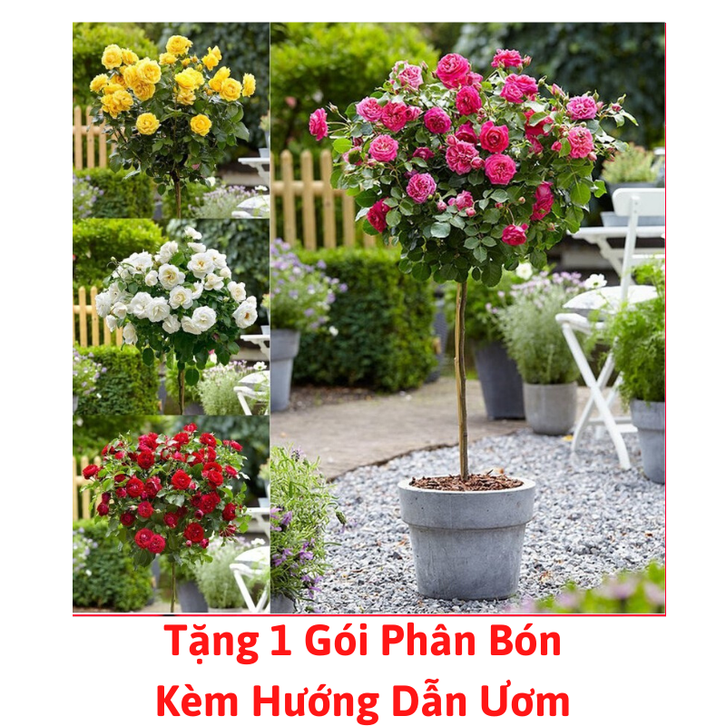 Gói Hạt Giống Hoa Hồng Thân Gỗ Nhiều Màu