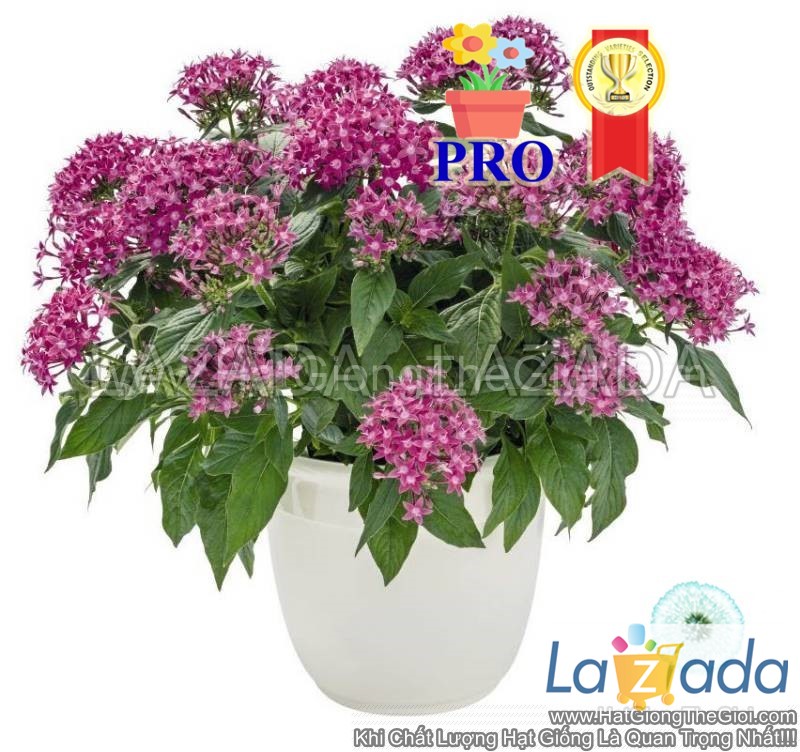 25h hạt giống hoa diễm châu graffiti 20/20 tím violet