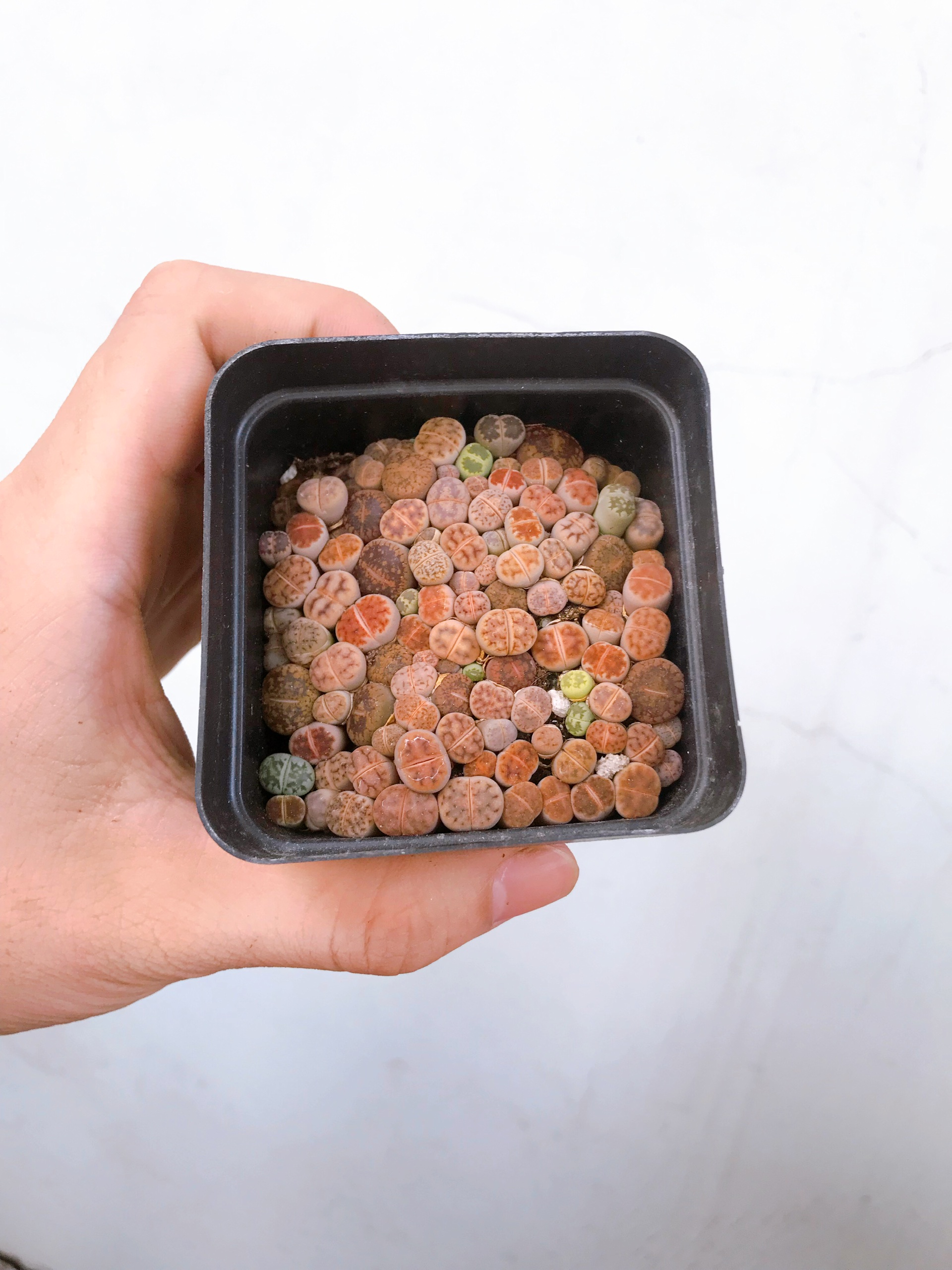 Sen đá mông , sen đá thạch lan Lithops size nhỏ