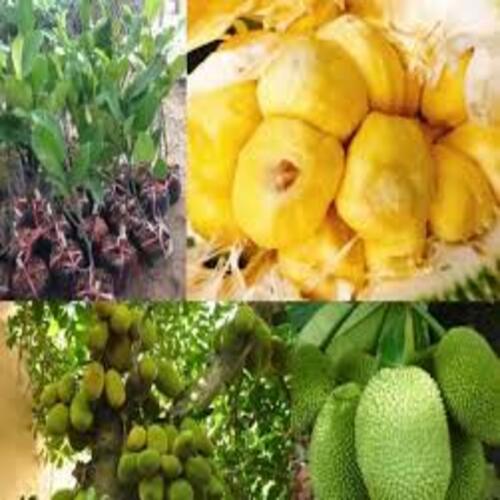 Cây giống Mít tố nữ: cây chuẩn giống F1 cho năng suất cao