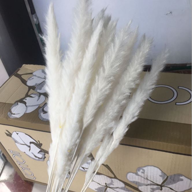 Bó 15 bông cỏ lau mềm trang trí decor đẹp
