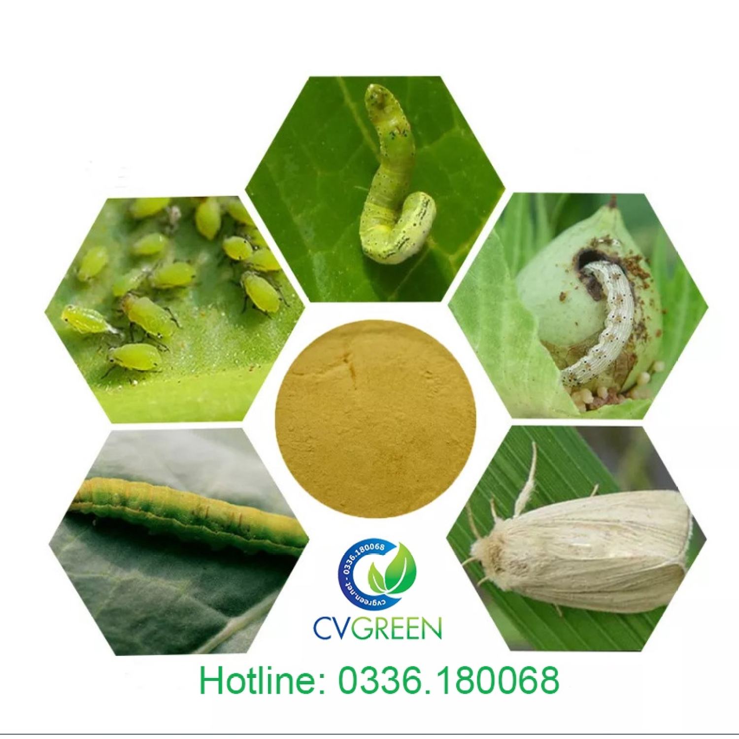 Thuốᴄ trừsâu sinh học Bacillus thuringiensis