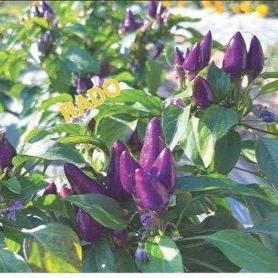 Hạt giống ớt tím 10 hạt