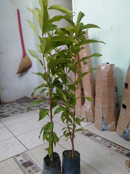 2 cây vối nếp cao thân to, khỏe, đẹp