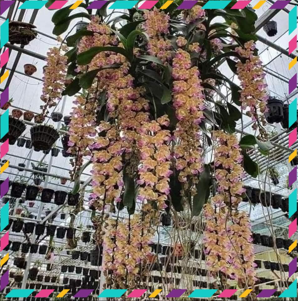 Hoa Lan giáng hương tam bảo sắc