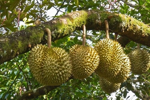 Sầu riêng Monthong