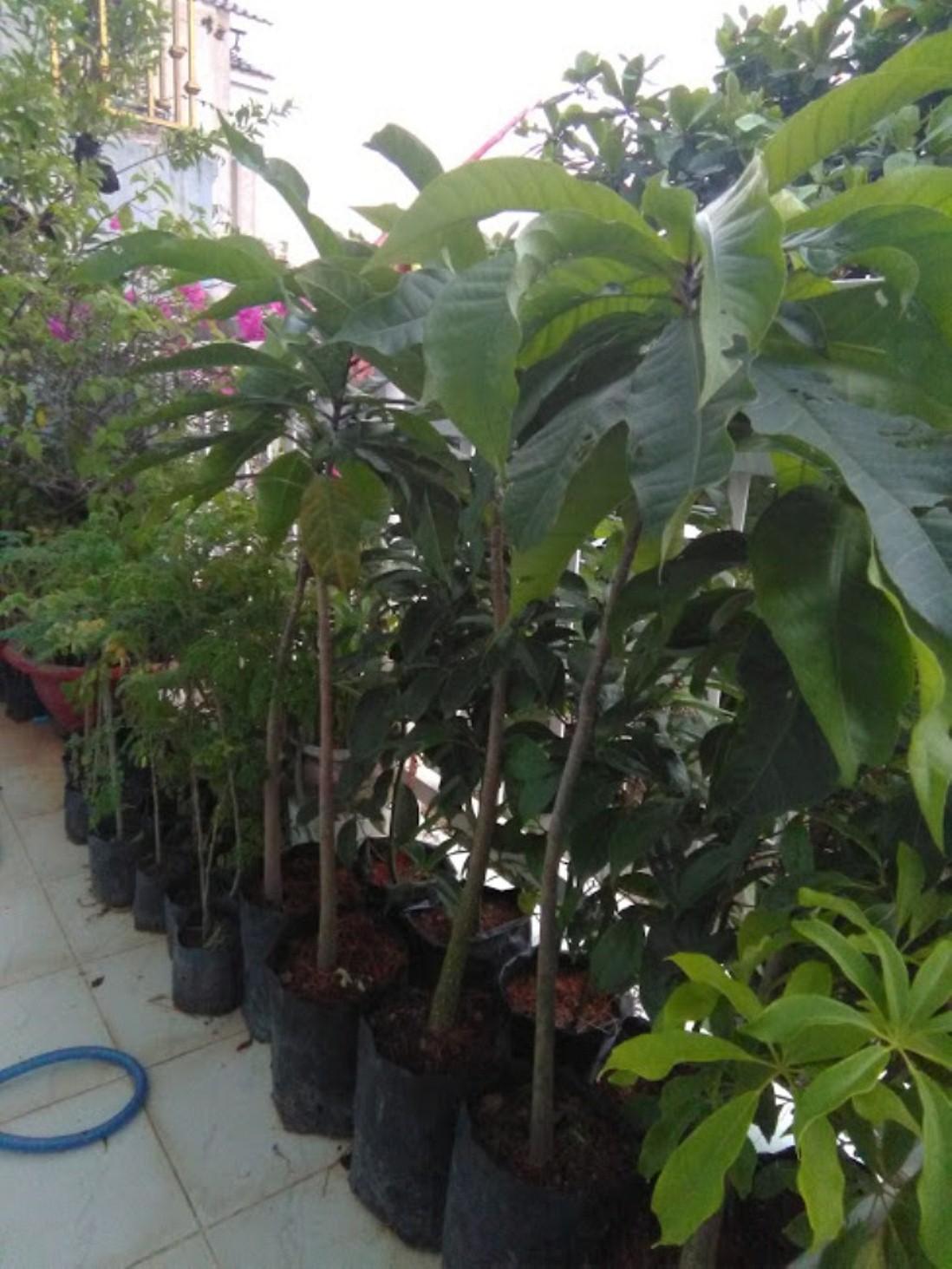 Combo 2 Cây giống Lộc vừng hoa to