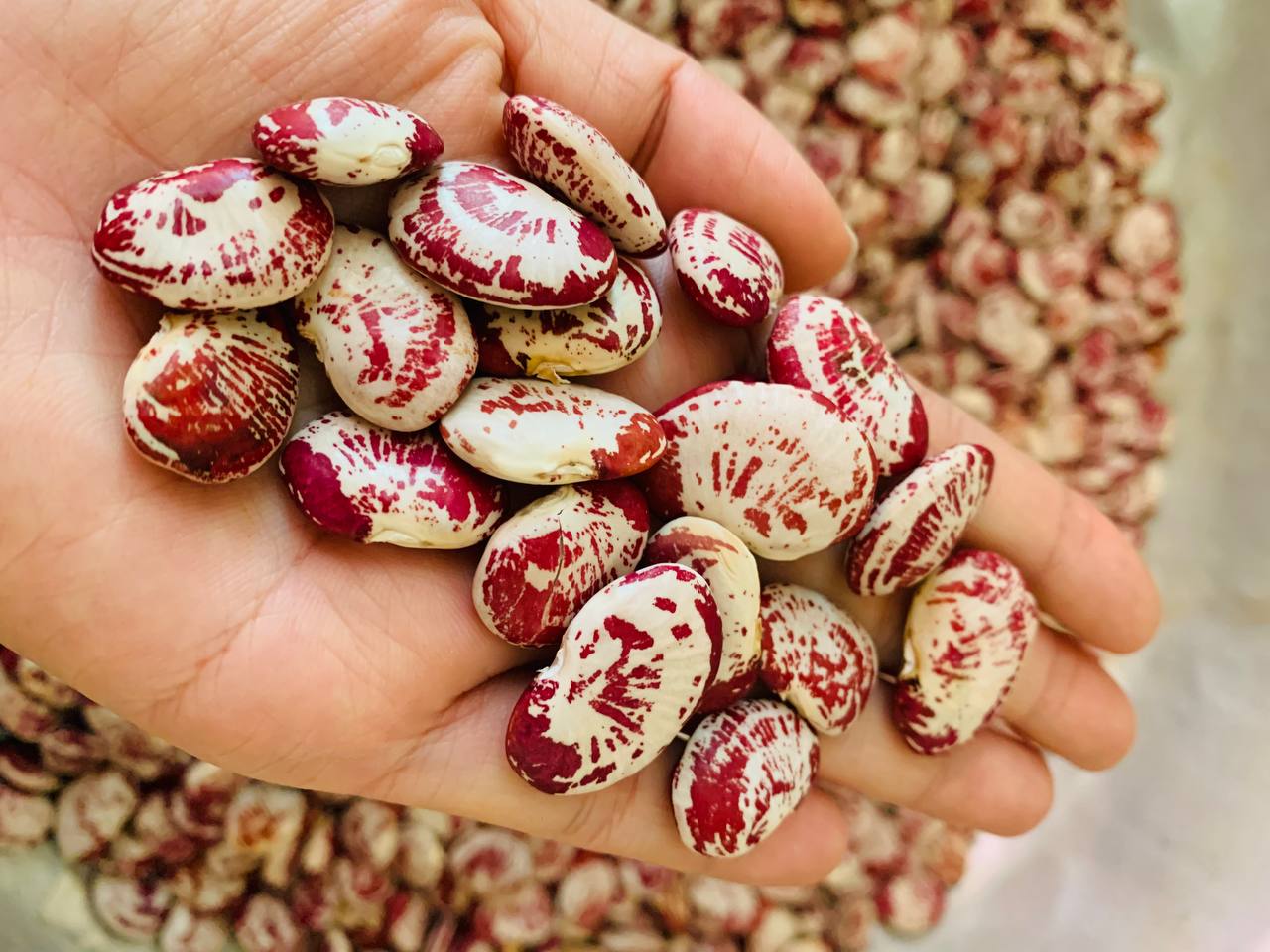 Hạt giống đậu ngự tỷ lệ nảy mầm cao, dễ trồng, giống trồng được quanh năm