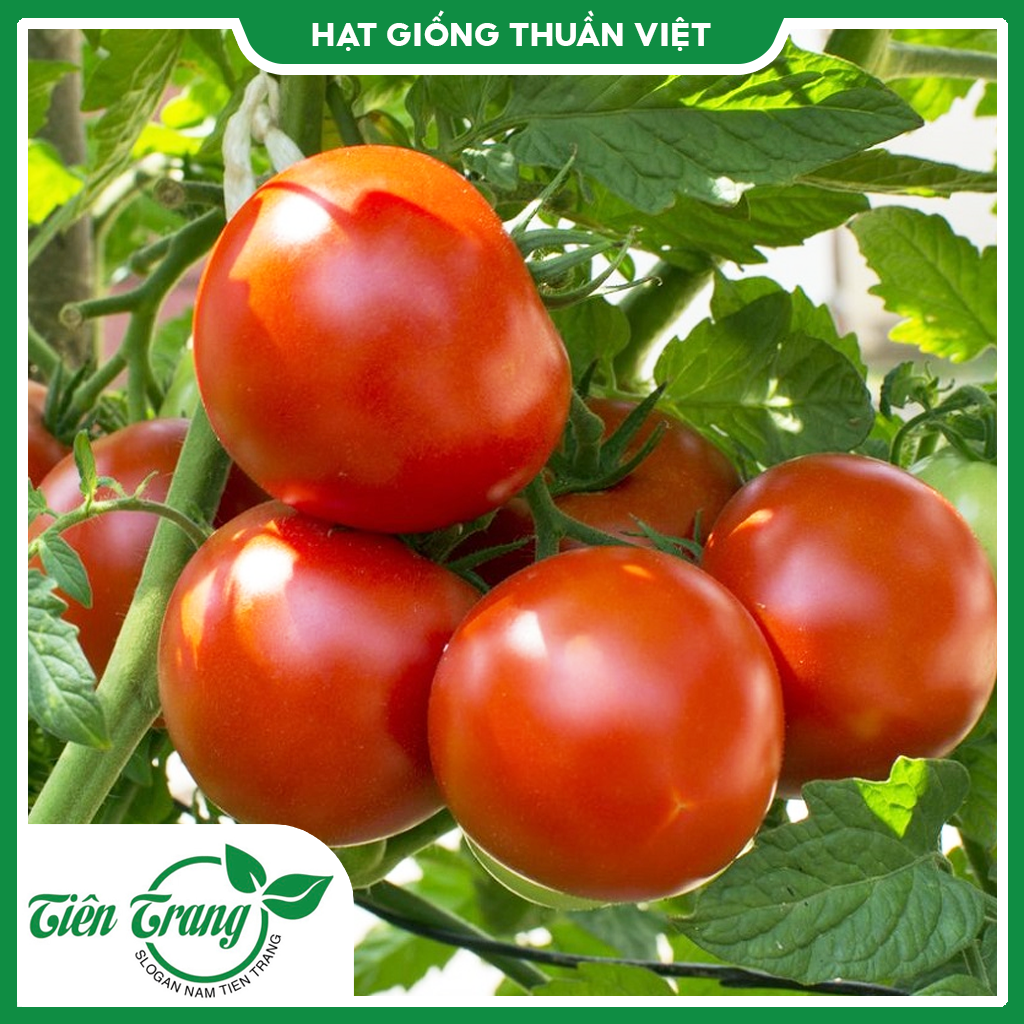Hạt giống cà chua tn-13