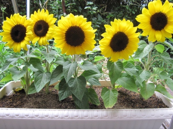 Hạt giống hướng dương lùn 30 hạt