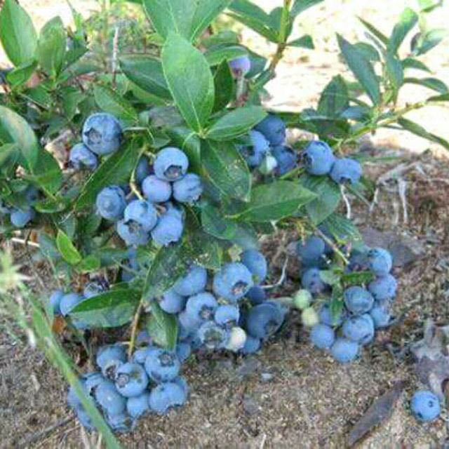 [HCM]Gói 30 hạt giống Việt Quất