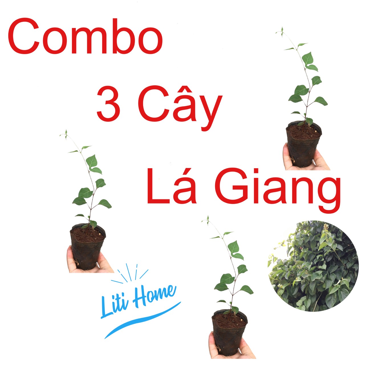 Combo 3 cây lá giang, cây giống lá giang, cây lá giang