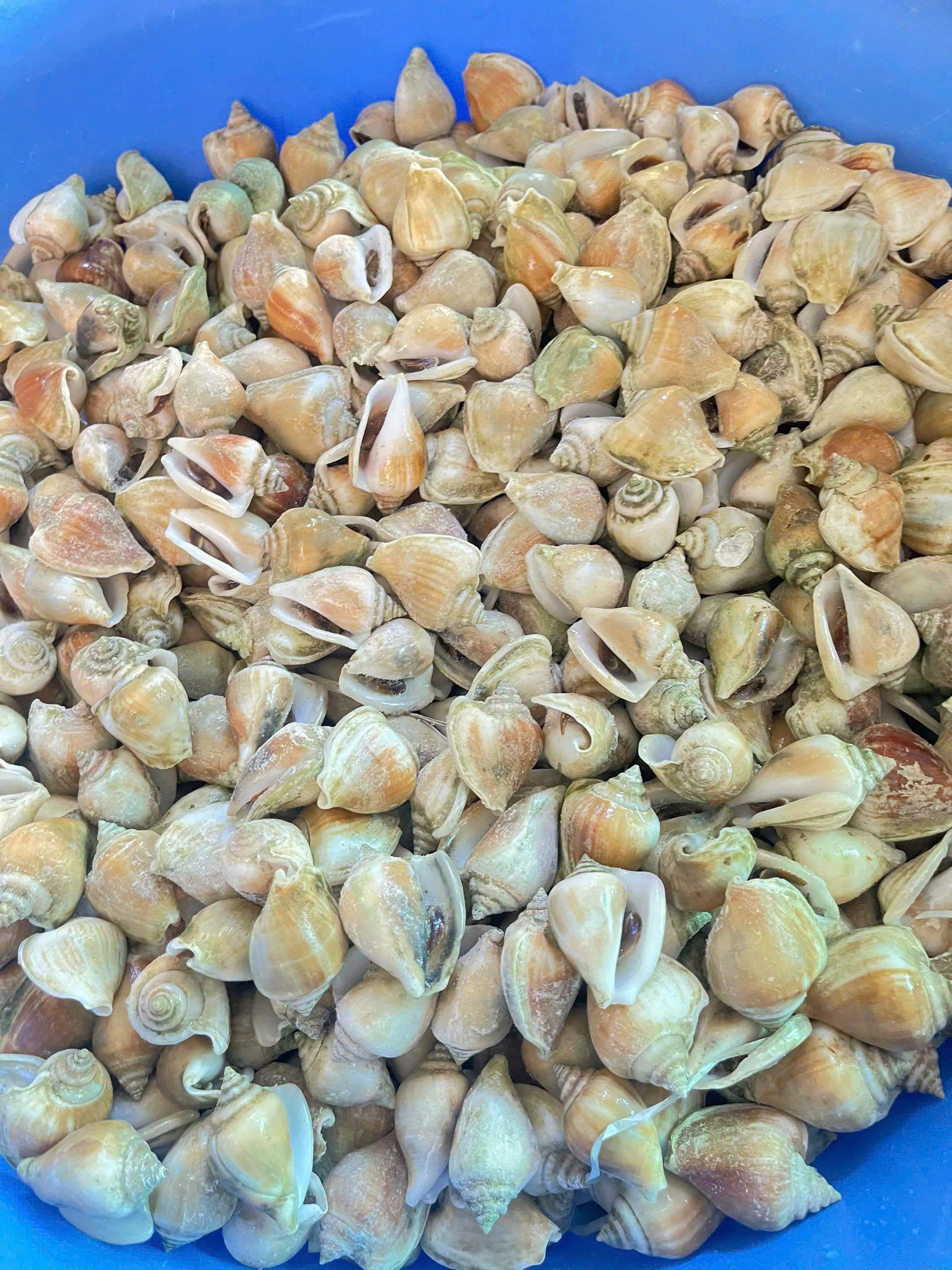 Ốc Nhảy size 40-60 con 1kg ( Giao TPHCM )