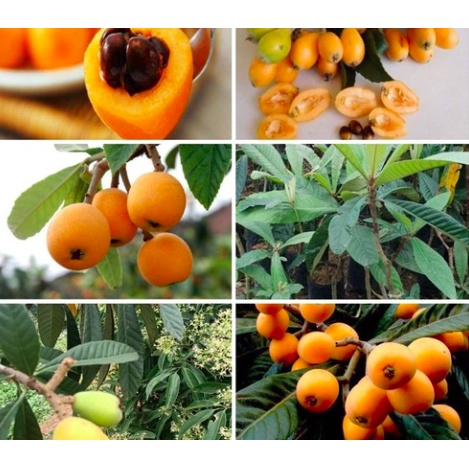 Cây Biwa - cây giống Nhót Nhật Bản siêu ngọt size nhỏ