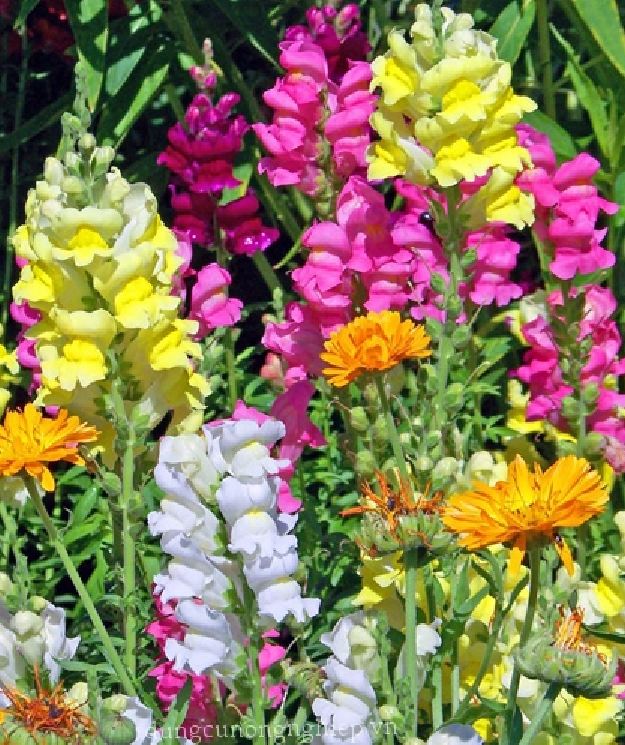 Hạt giống hoa mõm sói mix nhiều màu - 100 hạt/gói