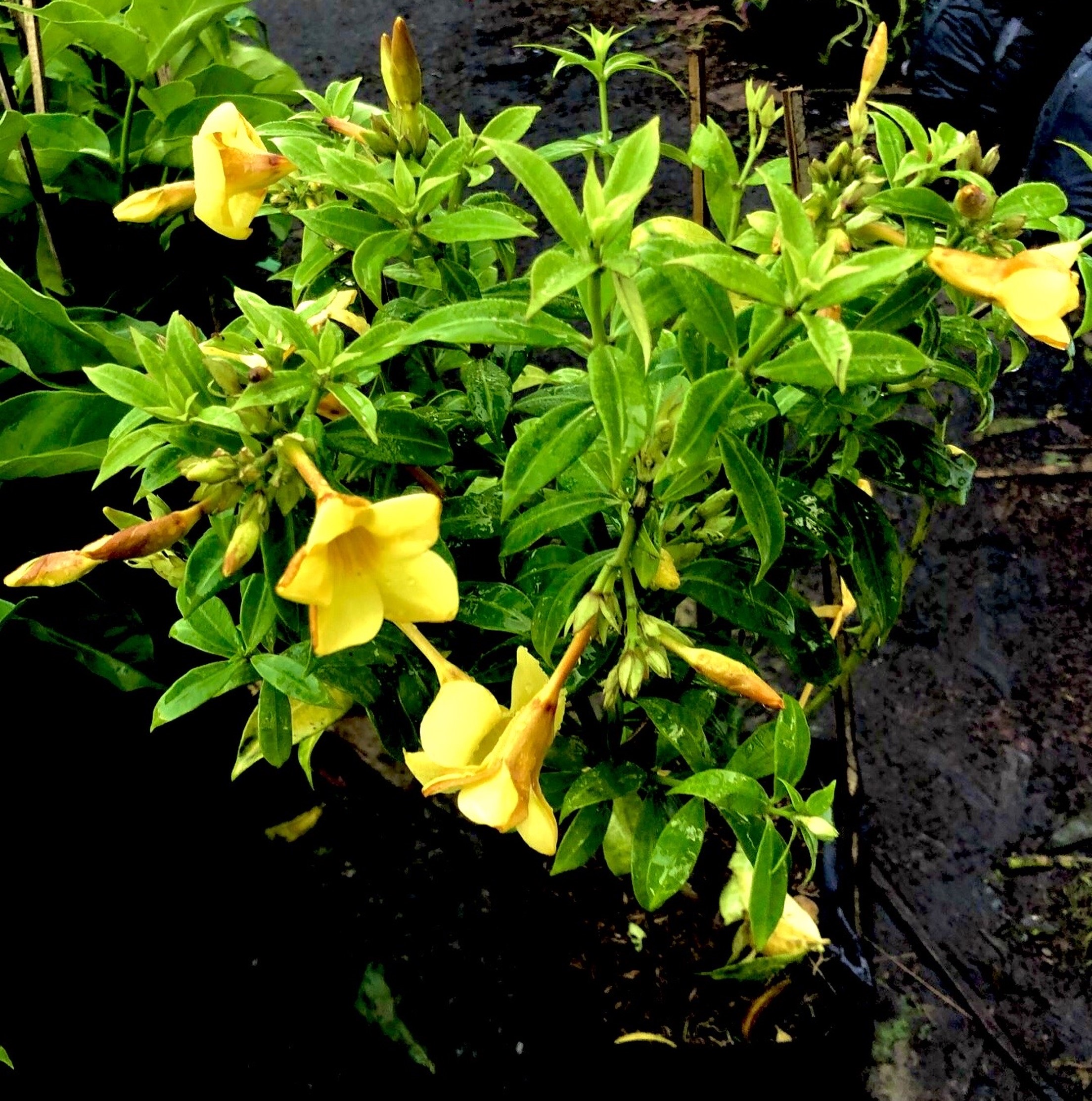 Chậu hoa Huỳnh Đệ bông nhỏ