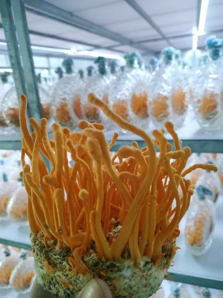 ĐÔNG TRÙNG HẠ THẢO Cordyceps militaris Tươi BẾN TRE