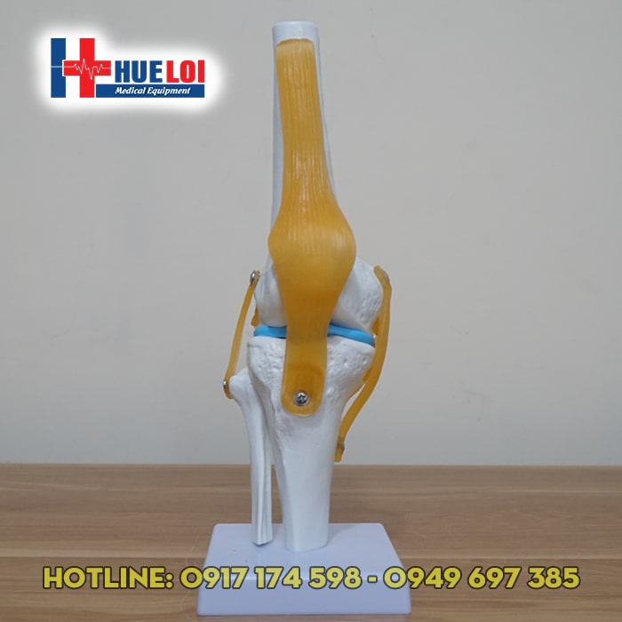 Mô hình giải phẫu xương khớp gối