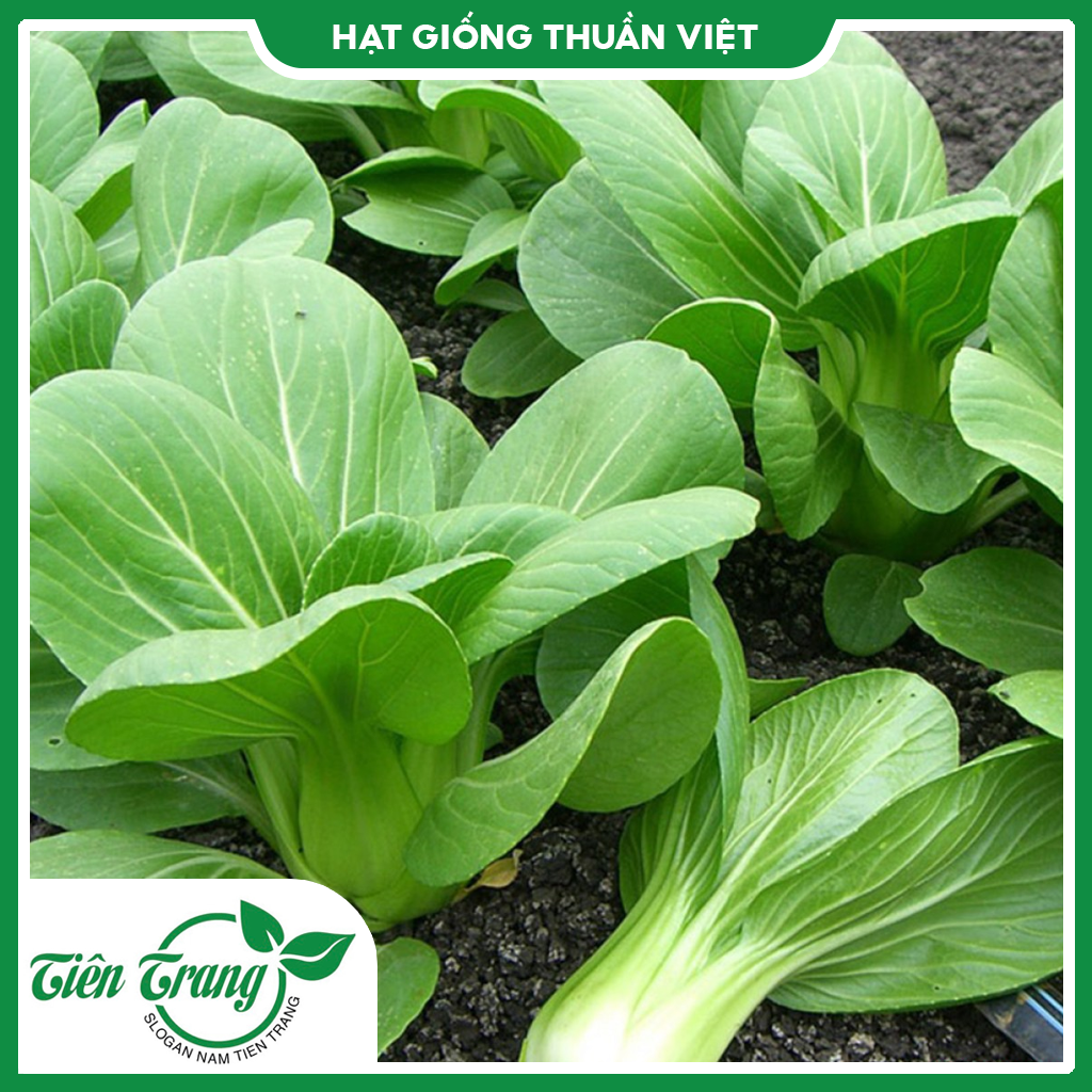 Hạt giống rau cải thìa tn - 38