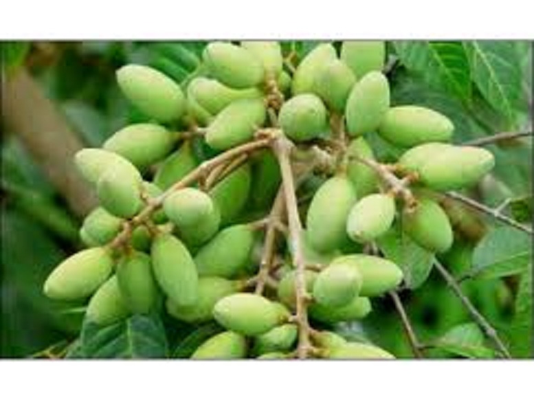 cây TRÁM TRẮNG ghép, cây giống to khỏe, siêu lợi nhuận kinh tế