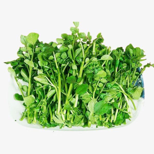 Sale Combo 3 gói Hạt giống rau mầm cải xoong