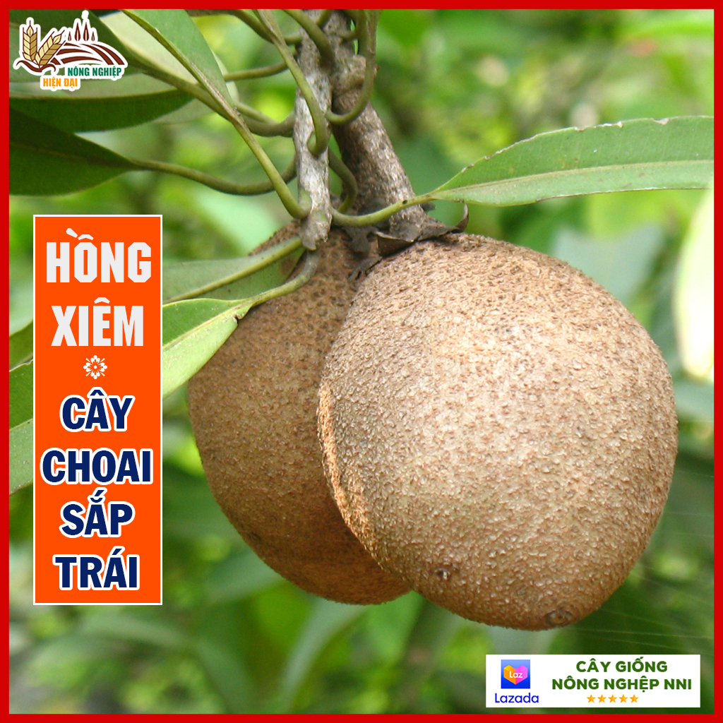 Cây hồng xiêm xoài choai cao gần 1 mét sắp ra trái - giống cây khỏe dễ sống | QD99