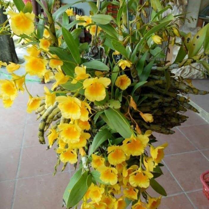 Cây hoa lan rừng kim điệp khỏe đẹp cho hoa nhiều