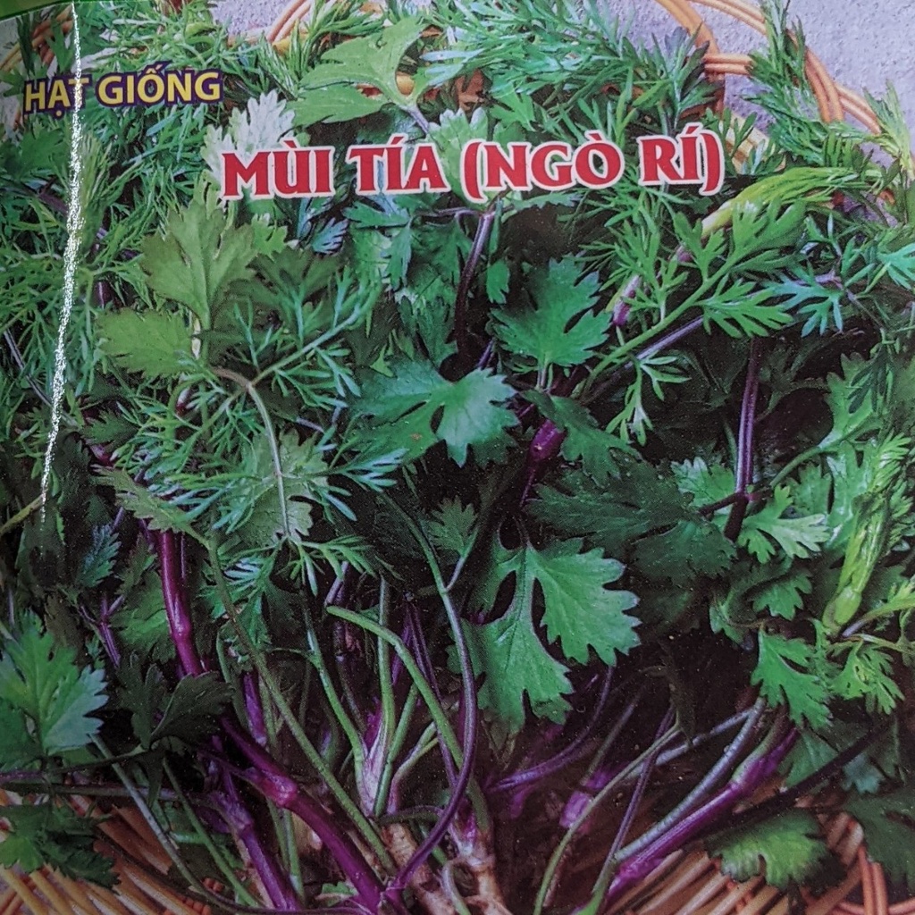 Hạt giống mùi tía 50g