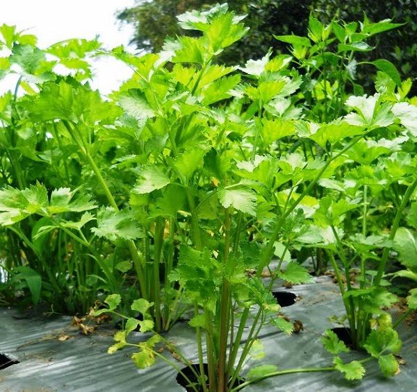 Cần Tây - Chậu Rau