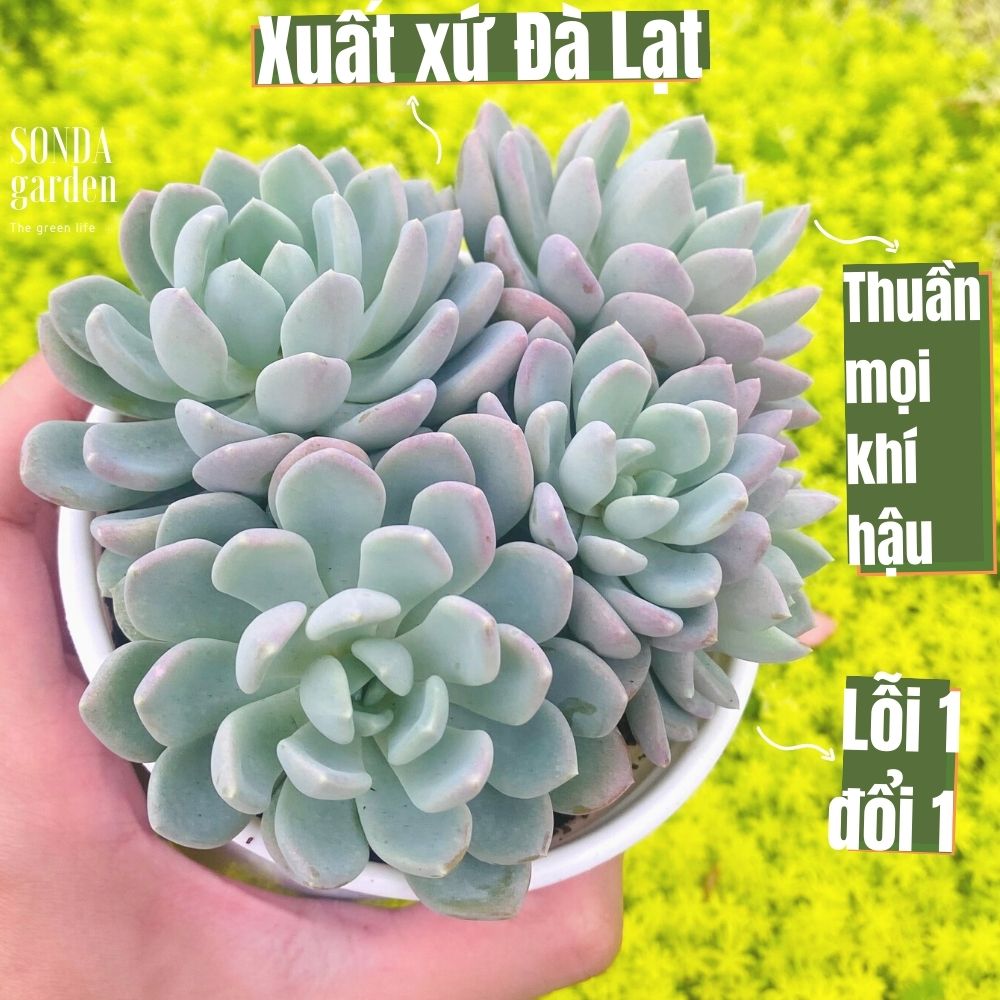 Sen đá ruby trắng size trung bình siêu khỏe đẹp lỗi 1 đổi 1