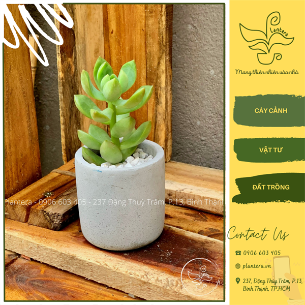 Chậu xi măng trụ trơn 6x6x6cm - khay chậu - chậu xi măng