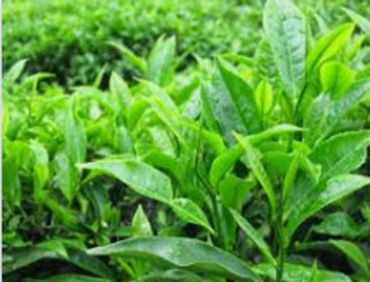 Hương Trà xanh . Hương liệu thực phẩm, nước giải khát, mỹ phẩm. Hương tan nước