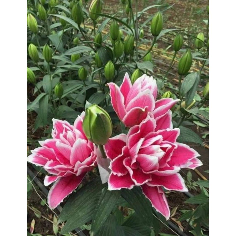 Củ ly cánh kép,hoa thơm