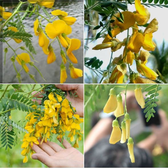 Hạt giống hoa điên điển f1 - 50 hạt/gói