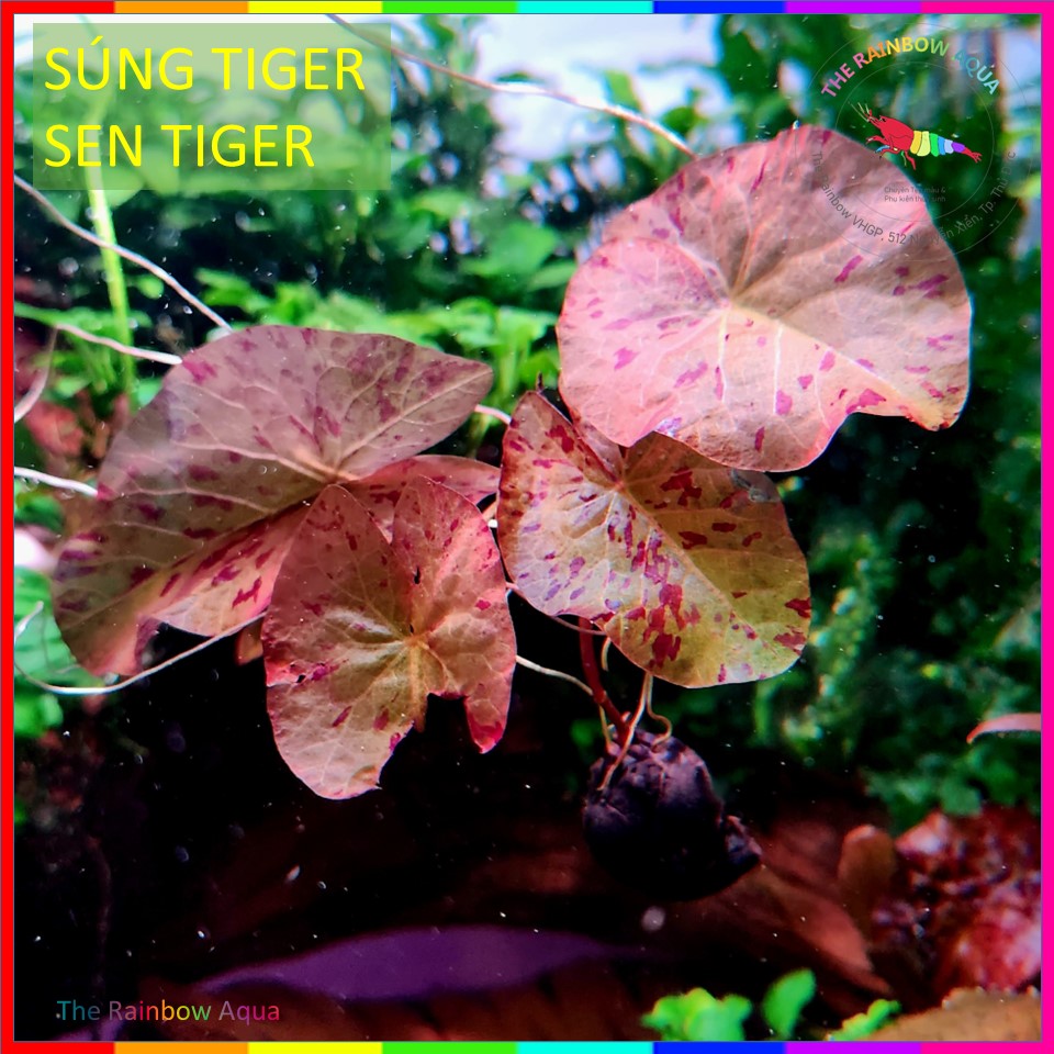 Súng Tiger, Sen Tiger, Cây thủy sinh đẹp dễ chăm sóc