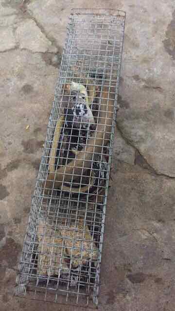 Lồng bẫy rắn thông minh