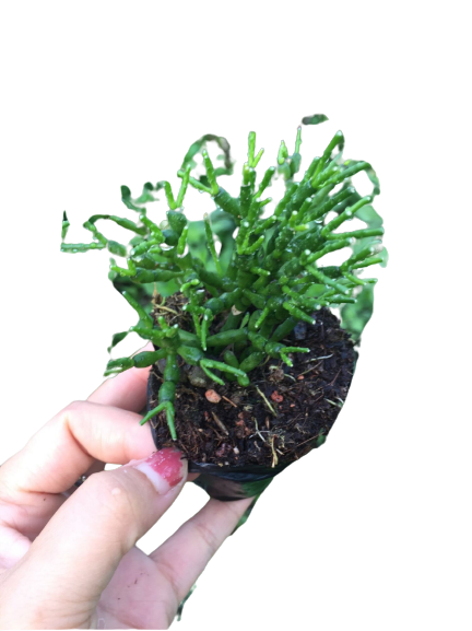 Sen Đá Gạc Nai size bầu - Cây Phòng Thủy – Cây Trang Trí – Cây Để Bàn – Cây Trang Trí Văn Phòng – Cây Trang Trí Sân Vườn –  Cây Lọc Không Khí -  Cây Khỏe Đẹp - Mộc Miên Garden