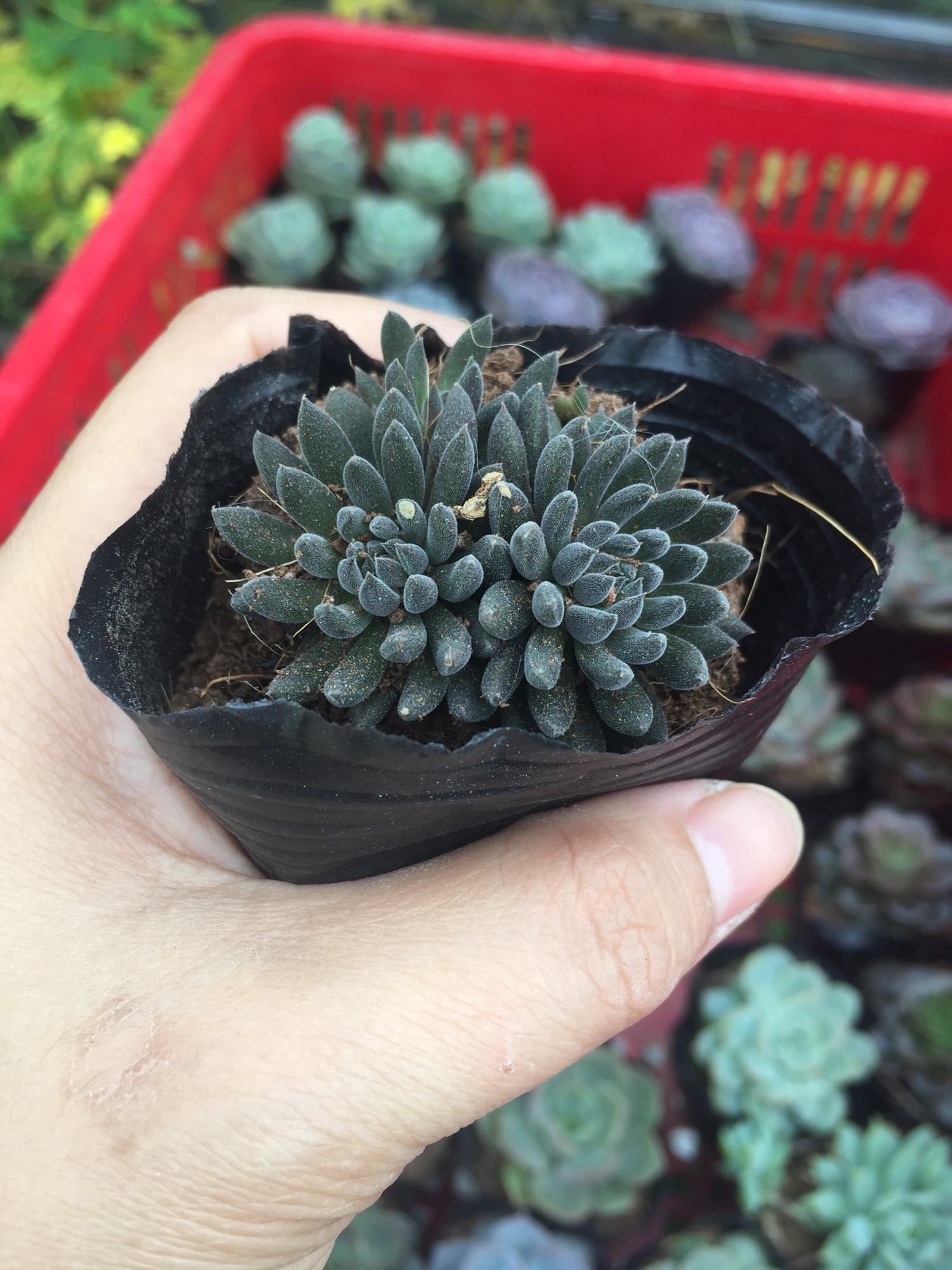 Sen Đá Nhím Đen size bầu